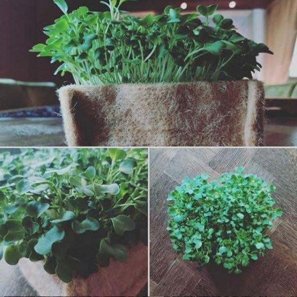 Outdoor Eco Friendly Jute Plant Pots (3.7 Liters)