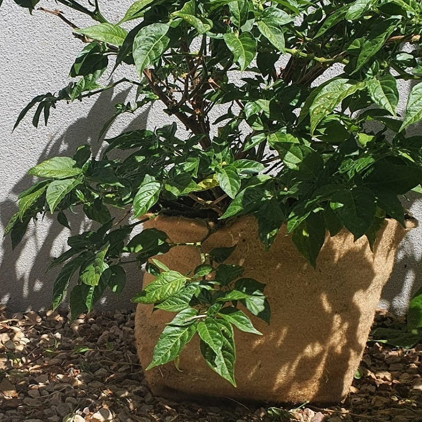 Outdoor Eco Friendly Jute Plant Pots (3.7 Liters)