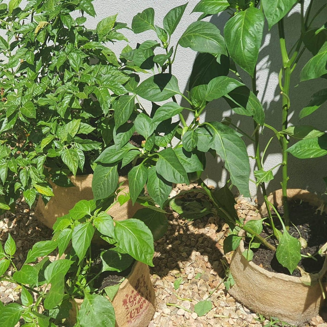 Outdoor Eco Friendly Jute Plant Pots (3.7 Liters)